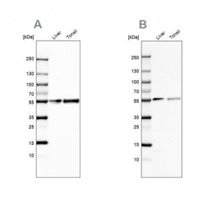 Anti-GC antibody produced in rabbit 
