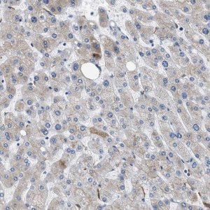 Anti-GC antibody produced in rabbit 