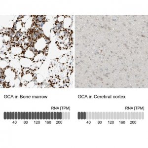 Anti-GCA antibody produced in rabbit 