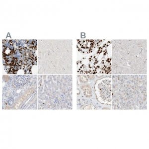 Anti-GCA antibody produced in rabbit 