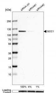 Anti-GCC1 antibody produced in rabbit 