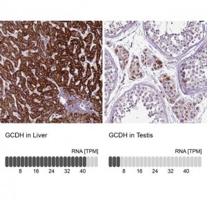 Anti-GCDH antibody produced in rabbit 