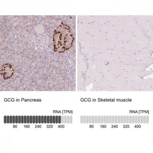 Anti-GCG antibody produced in rabbit 