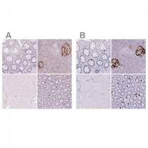 Anti-GCG antibody produced in rabbit 