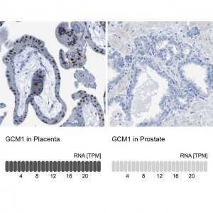 Anti-GCM1 antibody produced in rabbit 