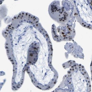 Anti-GCM1 antibody produced in rabbit 