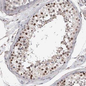 Anti-GCNA antibody produced in rabbit 