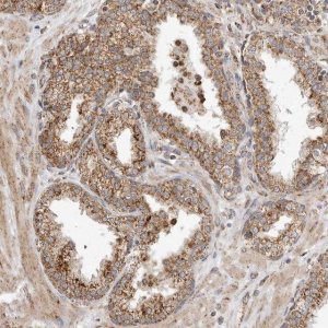 Anti-GCNT2 antibody produced in rabbit 