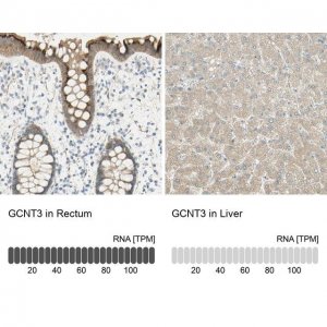 Anti-GCNT3 antibody produced in rabbit 