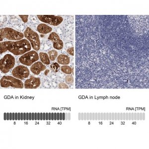 Anti-GDA antibody produced in rabbit HPA030387-100UL