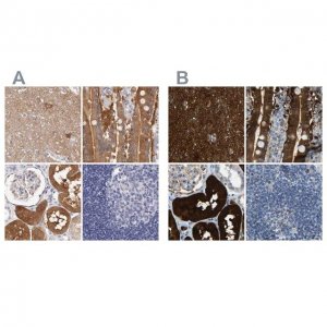 Anti-GDA antibody produced in rabbit HPA030387-100UL