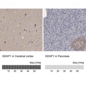 Anti-GDAP1 antibody produced in rabbit 