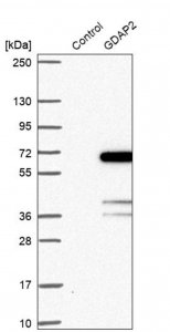 Anti-GDAP2 antibody produced in rabbit 