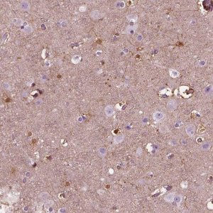 Anti-GDF11 antibody produced in rabbit 