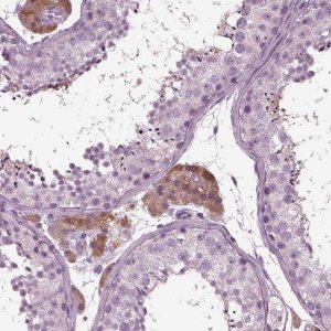 Anti-GDF11 antibody produced in rabbit 