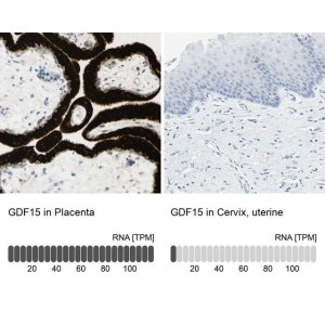 Anti-GDF15 antibody produced in rabbit 