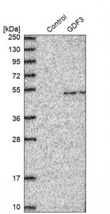 Anti-GDF3 antibody produced in rabbit HPA018468-100UL