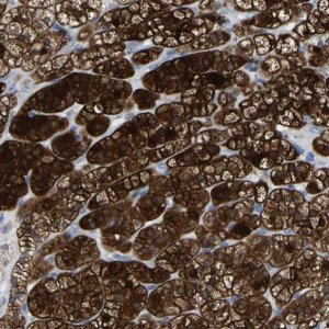 Anti-GDF3 antibody produced in rabbit HPA018468-100UL
