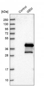 Anti-GEM antibody produced in rabbit 