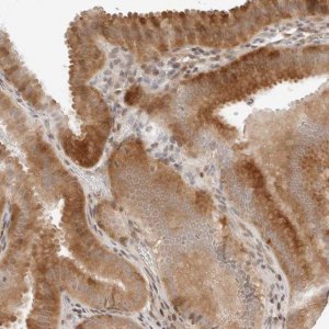 Anti-GEM antibody produced in rabbit 