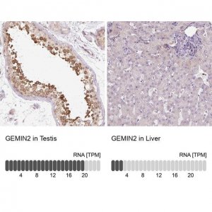 Anti-GEMIN2 antibody produced in rabbit 