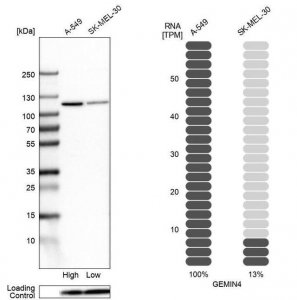 Anti-GEMIN4 antibody produced in rabbit HPA065699-100UL