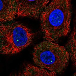 Anti-GEMIN4 antibody produced in rabbit HPA065699-100UL