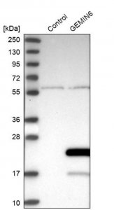 Anti-GEMIN6 antibody produced in rabbit 