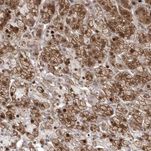 Anti-GEMIN6 antibody produced in rabbit 