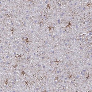 Anti-GFAP antibody produced in rabbit HPA056030-100UL