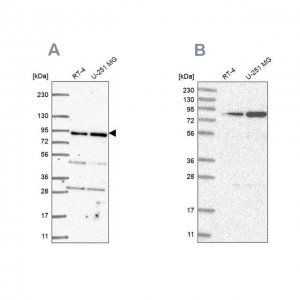 Anti-GFM1 antibody produced in rabbit 