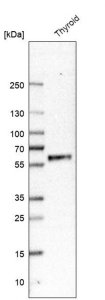 Anti-GFRA2 antibody produced in rabbit 