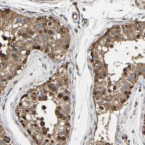 Anti-GFRA3 antibody produced in rabbit 