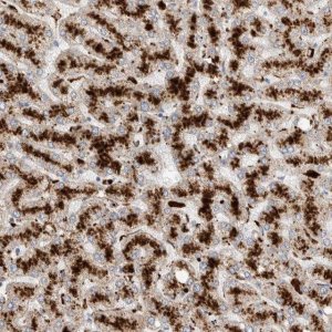 Anti-GGH antibody produced in rabbit 
