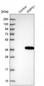 Anti-GGPS1 antibody produced in rabbit HPA029472-100UL