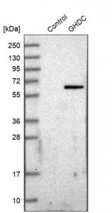 Anti-GHDC antibody produced in rabbit HPA031650-100UL