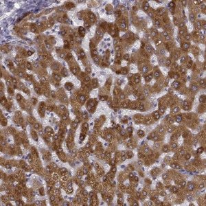 Anti-GHR antibody produced in rabbit 