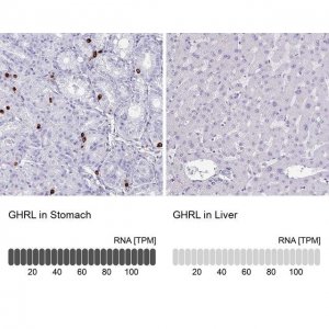 Anti-GHRL antibody produced in rabbit 