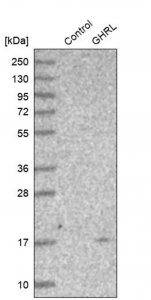 Anti-GHRL antibody produced in rabbit 