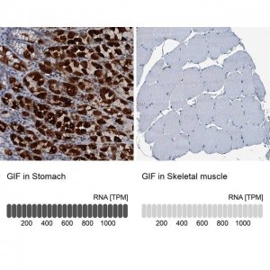 Anti-GIF antibody produced in rabbit HPA039908-100UL