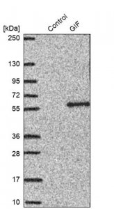 Anti-GIF antibody produced in rabbit HPA039908-100UL