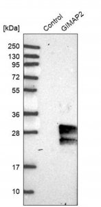 Anti-GIMAP2 antibody produced in rabbit HPA013589-100UL
