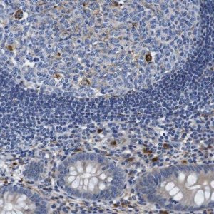 Anti-GIMAP2 antibody produced in rabbit HPA013589-100UL