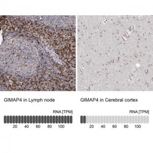 Anti-GIMAP4 antibody produced in rabbit 