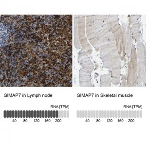 Anti-GIMAP7 antibody produced in rabbit 