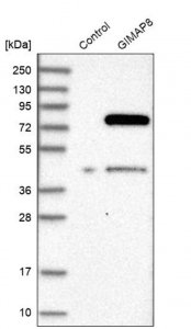 Anti-GIMAP8 antibody produced in rabbit 