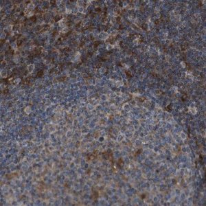 Anti-GIMAP8 antibody produced in rabbit 