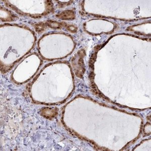 Anti-GINS1 antibody produced in rabbit 
