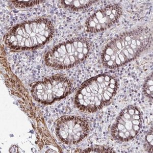 Anti-GINS2 antibody produced in rabbit 