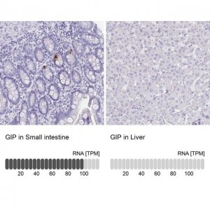 Anti-GIP antibody produced in rabbit 